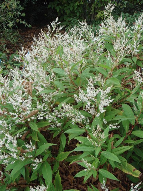 Persicaria wallichii